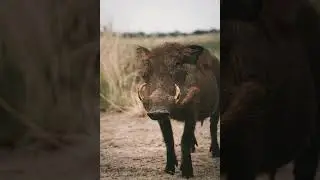 wild boar facts #shorts #facts #animal #wildboar