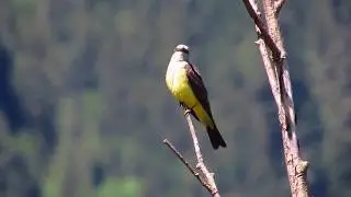 Western Kingbird