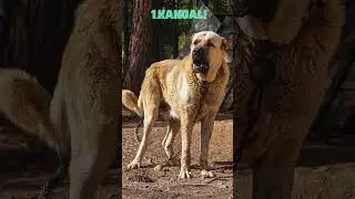 Top 3 Hunde mit der St&auml;rksten Bei&szlig;kraft: Dogue de Bordeaux, Cane Corso und Kangal#Hundetraining