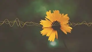 Forest notes 04 - Ambient synth jam with the Moog Minitaur