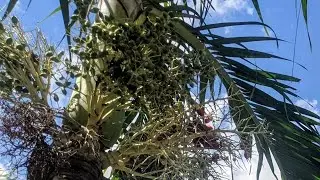IS SYLVESTER PALM FRUIT EDIBLE? #palm #plant #greens