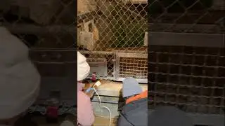 Blood Pressure Reading on a Mountain Lion
