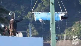 Wild Captured Dolphin Transfer- This Is Where Captive Dolphins Come From