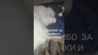 How sweetly they sleep/USA/Как они сладко спят/США/ #SHORTS  #cat