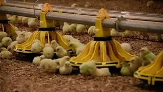 V Feeder Pan Feeding