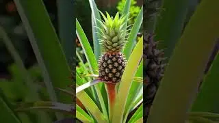 🌱 Planter un ananas chez soi ? Oui, c&rsquo;est possible !