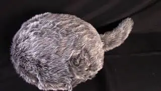 Demo of Qoobo Japanese tail pillow robot - large version