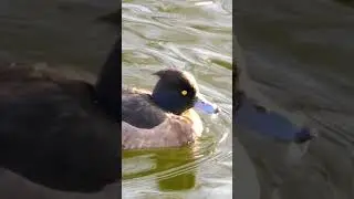 Tufted Duck (Aythya fuligula) female in St Jame's Park, London
