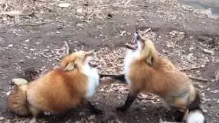Laughing fox vine