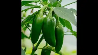 How To Grow Jalape&ntilde;o Peppers (For Beginners) (For Dummies) Part 1 (Soil Mix, seeding and stuff)