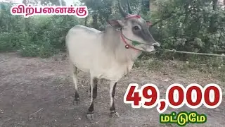 காங்கேயம் மயிலை சினை மாடு விற்பனைக்கு..