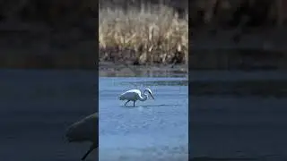 Great Egret Catches a Small Fish. #eriecanal #birds #greategret #nikonz8 #nikonwildlife #wildlife