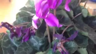 Please help me identify this plant!