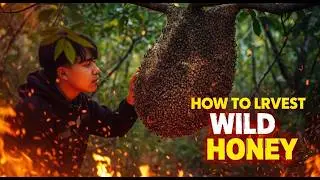 Traditional Honey Hunting Adventure   Climbing Tall Trees for Wild Honey