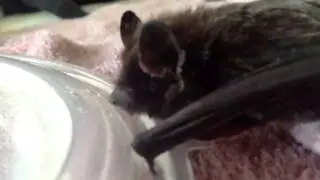Bat drinking water