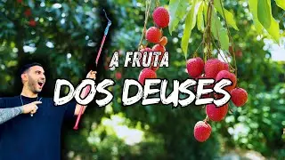 PRODU&Ccedil;&Atilde;O DE LICHIA EM ALTA ESCALA! VISITANDO RO&Ccedil;AS EP2