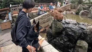 【大阪→静岡】ジャーマンシェパードと初めての伊豆旅行したら、楽しすぎました！