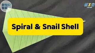 Spiral & Snail Shell