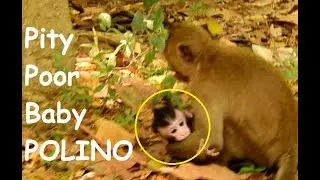 Adorable baby New Born Monkey POLINO | Younger Monkey Try To Bring POLINO/POLINO Call Mom