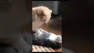 Why Do Cats Knead? #cat #pets #kneadingdough #kneading #animals