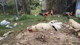 Many chickens are eating deliciously and happily