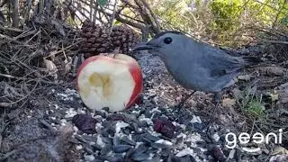 🐦 Relaxing Bird Feast + Surprise Guest!