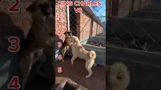 Top 5 Best King Charles Aura Moments: Changmao the Alpha Dog&rsquo;s Silent Authority Shocks Shelter! 🐶✨