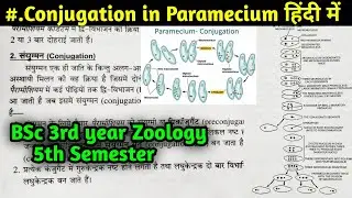 Conjugation in Paramecium || Sexual reproduction in Hindi || BSc 3rd year Zoology 5th Semester