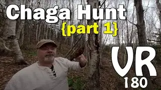 How to Find and Harvest Chaga Mushroom VR 180 Video part 1