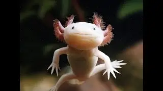 Axolotl HD movie