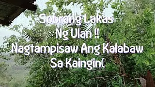 EPISODE1280 Sobrang lakas ng ulan at may kalabaw nagtampisaw sa kaingin (may low pressure)