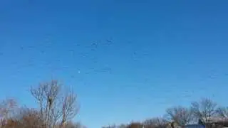 The Geese APOCALYPSE!