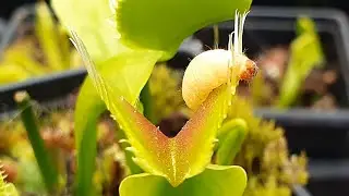 Worm pushes its luck with a flytrap