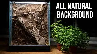 All Natural Terrarium Background No Foam, Fully Plantable