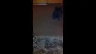 Kat Kong vs Dog Zilla