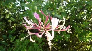 Honeysuckle (Rocco Carella)