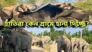 Elephants: The Surprisingly Smart Animals