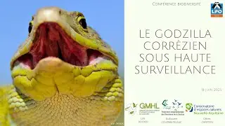 Le Lézard ocellé en Corrèze : une espèce menacée et les actions pour sa préservation