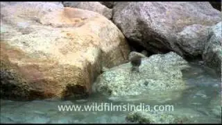 Brown Dipper (Cinclus pallasii)