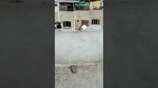 Lal Khal Chap Hadyday or Kala Khal Chap Hadydar