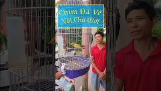Chim V&agrave;nh Khuy&ecirc;n Đột Biến Đ&atilde; Về Với Chủ Mới -Y&ecirc;u Chim Cảnh.