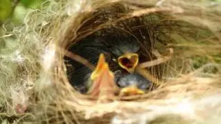 Rescued baby bird returned to parents | When people help animals birds 2016 | Full HD
