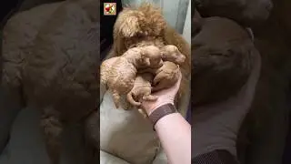 Puppies Sound ❤️ | Toy poodle barking #shorts