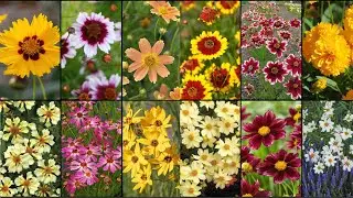 COREOPSIS VARIETIES - Plants Weekly