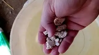 طريقة عمل الخميرة بالعسل للماعز والاغنام