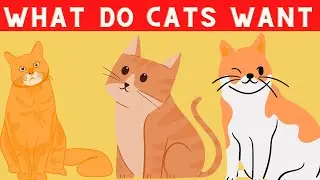 What do cats want mostly|| Cat behavior explained|| Animal fact care || 2023||