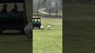 Playful sheep friends are chasing after the sanctuary buggy!