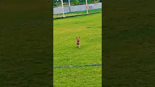 my dog in garden 🏡🐶 #dog #garden #farming #shorts #india #trending #viral