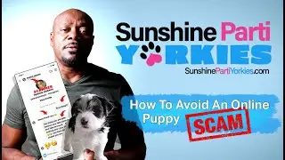 How To Avoid Online Pet and Puppy Scams