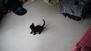 Cat and bubbles